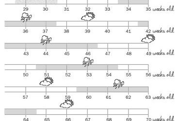 wonder-weeks-chart