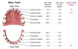 baby-teeth-timeline